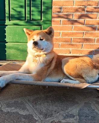 Akita Inu maschio con pedigree per accoppiamento