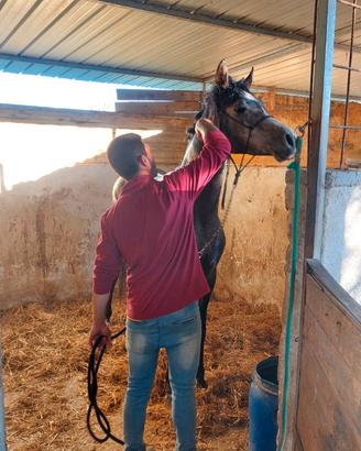Cavallo arabo
