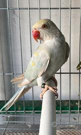 Parrocchetti dal collare
