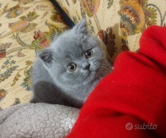 British shorthair