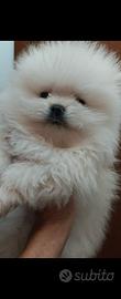 Cuccioli spitz tedesco nano