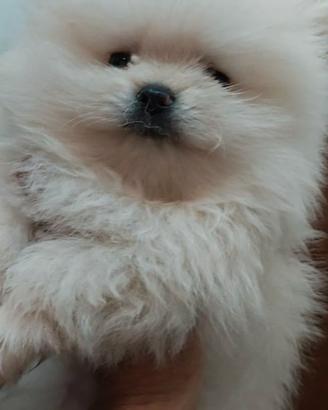 Cuccioli spitz tedesco nano