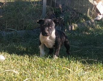 Amstaff blu maschio color nero e bianco
