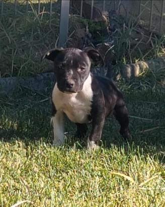 Amstaff blu maschio color nero e bianco