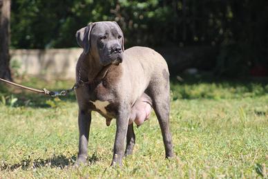 Cuccioli di cane corso disponibili