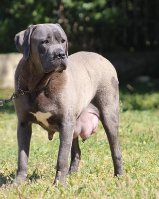 Cuccioli di cane corso disponibili