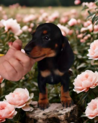 Cuccioli di bassotto