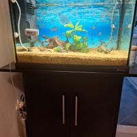 Acquario 60 litri