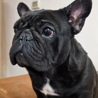 Bulldog francese femmina 3 anni PEDIGREE ENCI