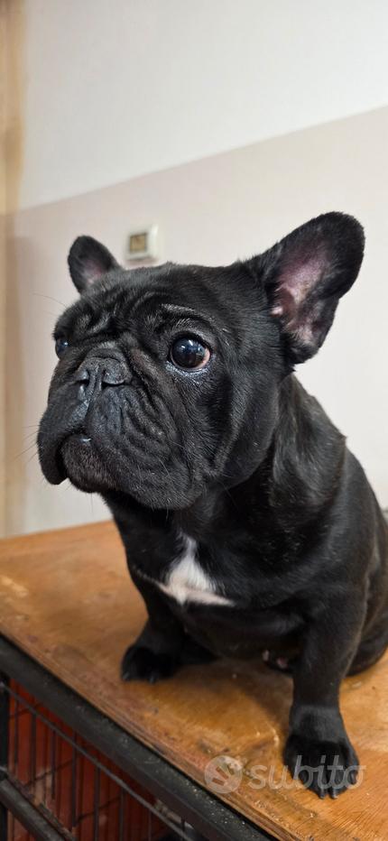 Sottobicchiere in ceramica – Bulldog francese nero e bianco piccolo cane su cuscino rosso e nero carino animali – 1 unità (100 x 100 mm