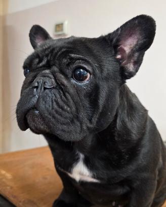 Bulldog francese femmina 3 anni PEDIGREE ENCI