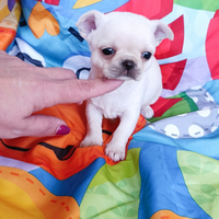 Chihuahua mignon
