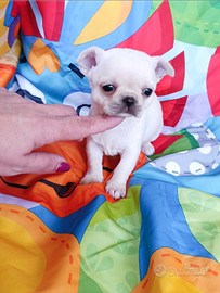 Chihuahua mignon