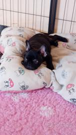 Bulldog francese cucciolo