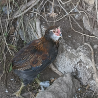 Gallo araucana