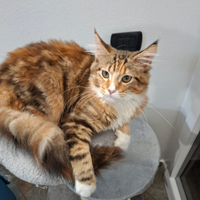 Cucciola di Maine Coon di 4 mesi