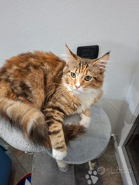 Cucciola di Maine Coon di 4 mesi