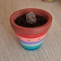 Vasetto in terracotta con Kalanchoe laxiflora🌺🪴