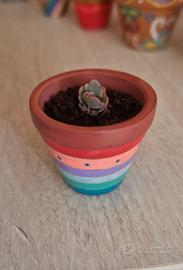 Vasetto in terracotta con Kalanchoe laxiflora🌺🪴