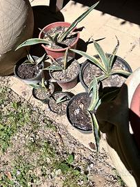 Piante grasse agave