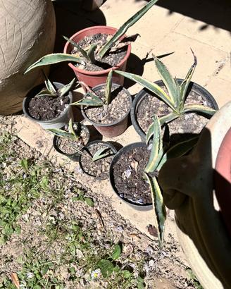 Piante grasse agave