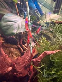 Caridine blu , gialle ,rosso,arancione,marrone