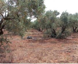 Tribunale di Marsala - RG 259/2013 Terreno in asta