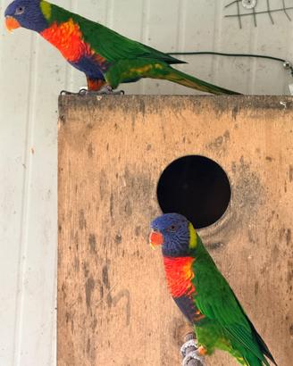 Lory arcobaleno