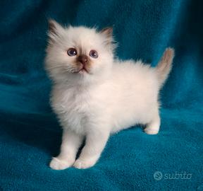 Cuccioli Sacro di Birmania disp. a 3 mesi e mezzo