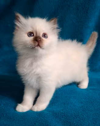 Cuccioli Sacro di Birmania disp. a 3 mesi e mezzo