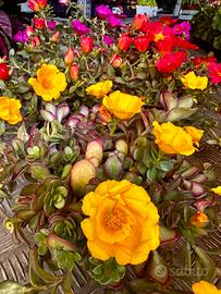 Portulaca semiricadente-fioritura estiva