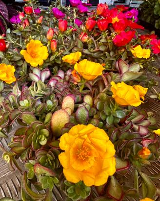 Portulaca semiricadente-fioritura estiva