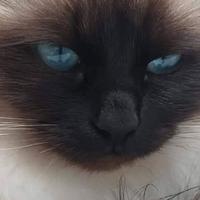 Sacro di birmania per monta