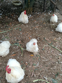 Coppia coccicina nana bianca