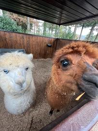 Trakking con alpaca