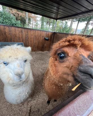 Trakking con alpaca