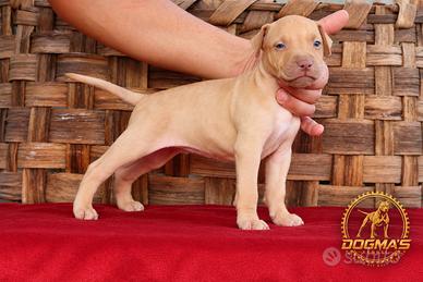 Cuccioli di APBT