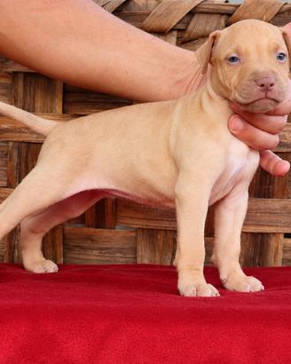 Cuccioli di APBT