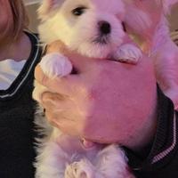 Cuccioli di cane maltese