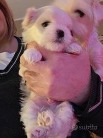 Cuccioli di cane maltese