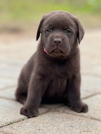 LABRADOR CHOCOLATE - cioccolato