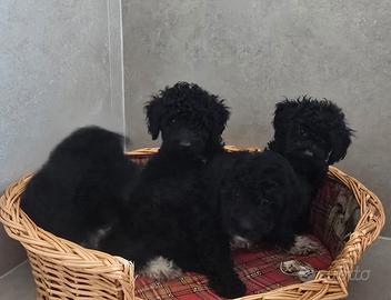 Cuccioli di Lagoodle ed un maschio di Lagotto con