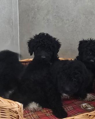 Cuccioli di Lagoodle ed un maschio di Lagotto con