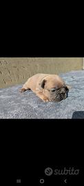 Bulldog francesi cuccioli esotici