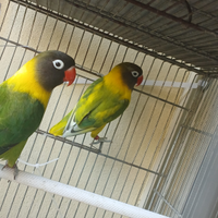 Coppia inseparabili Personata, ex allevati a mano