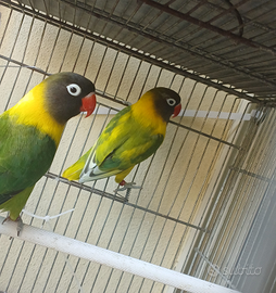 Coppia inseparabili Personata, ex allevati a mano