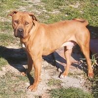 Rocco, un pit davvero equilibrato