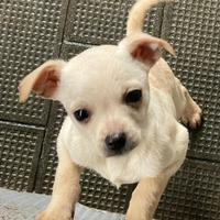 Chihuahua Maschio,Nato il 13/11/2025