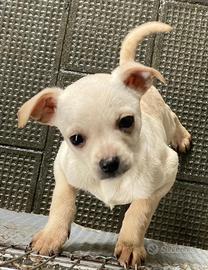 Chihuahua Maschio,Nato il 13/11/2025