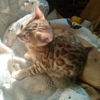 Dolcissima Gattina Bengala con pedegree #breeding